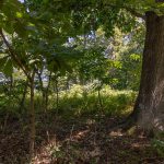 011-1370 Knight Island Rd_Lot_Delivered-3